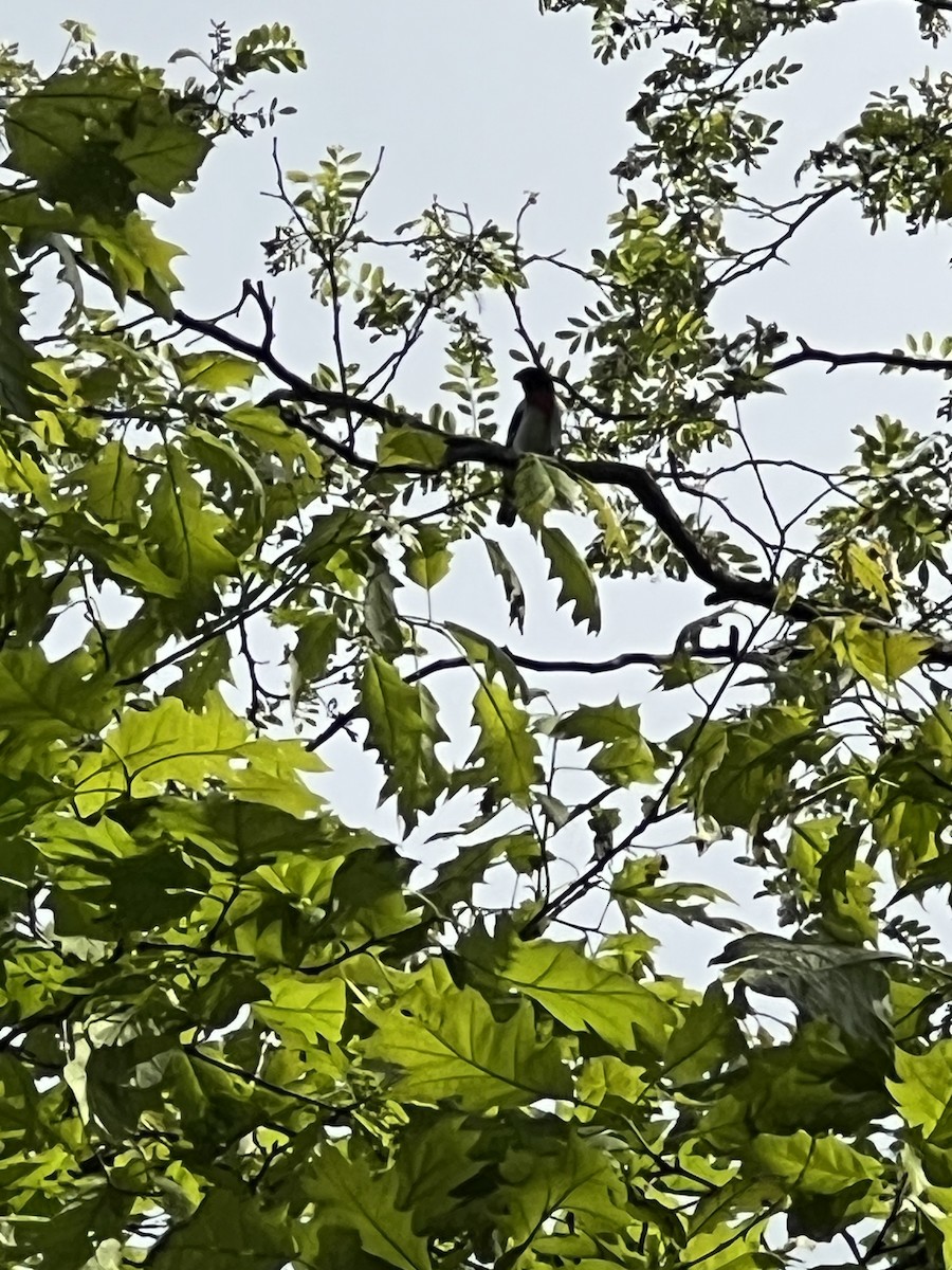 Rose-breasted Grosbeak - ML636702332