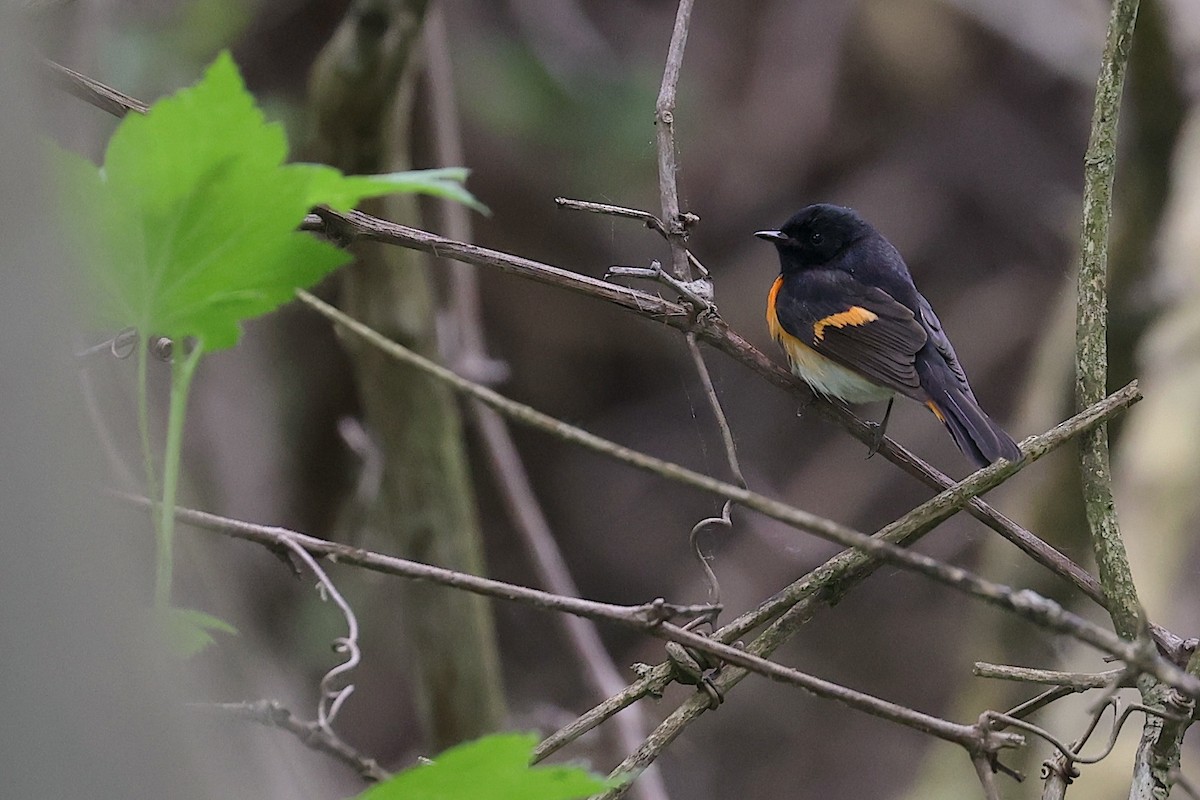 Горихвостковая древесница - ML636702343