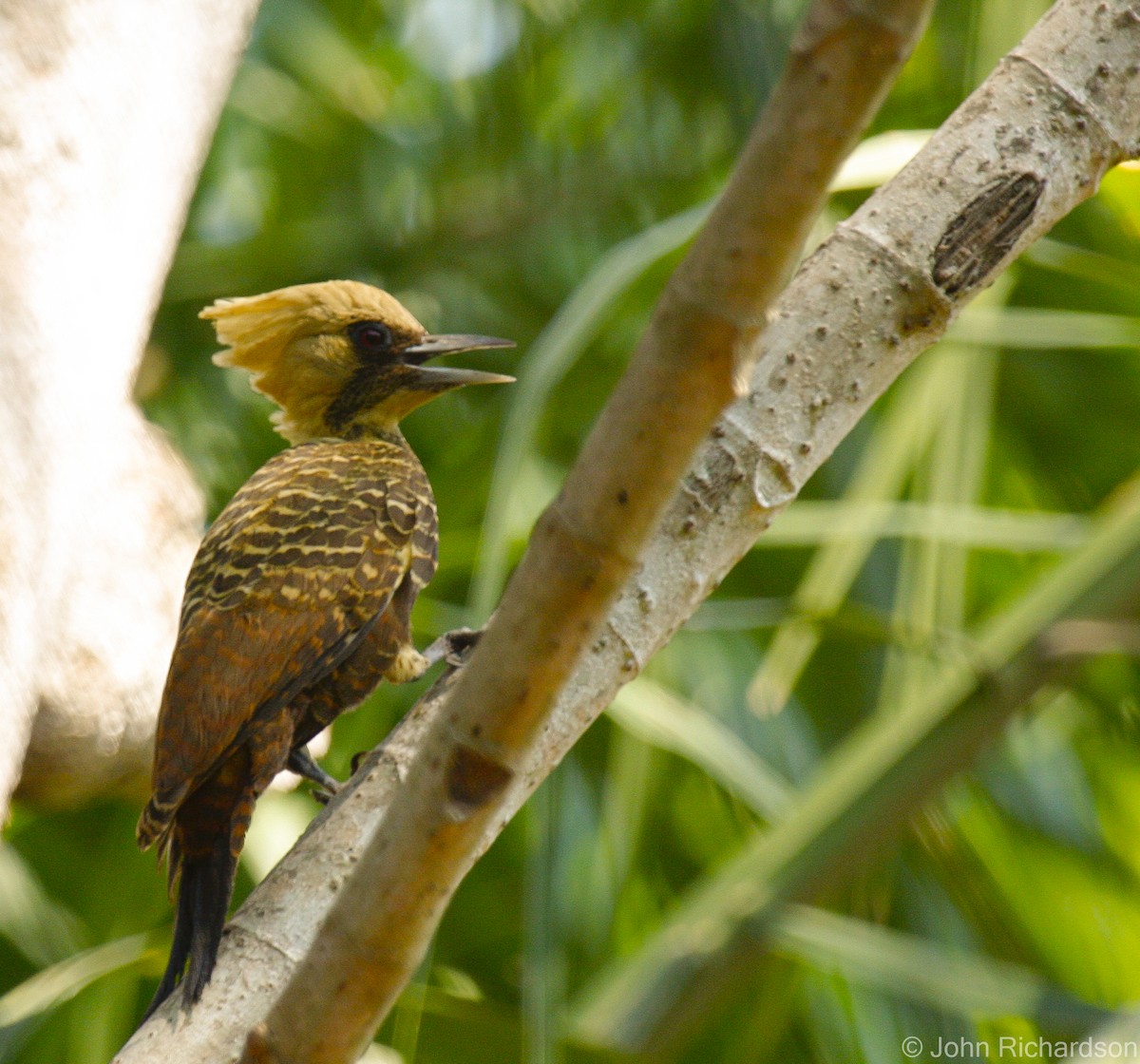 Pale-crested Woodpecker - ML636702385