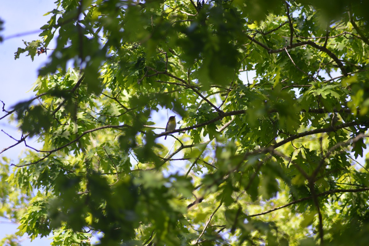 Yellow-throated Vireo - ML636702415