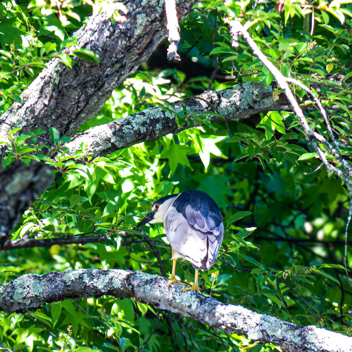 Black-crowned Night Heron - ML636702451