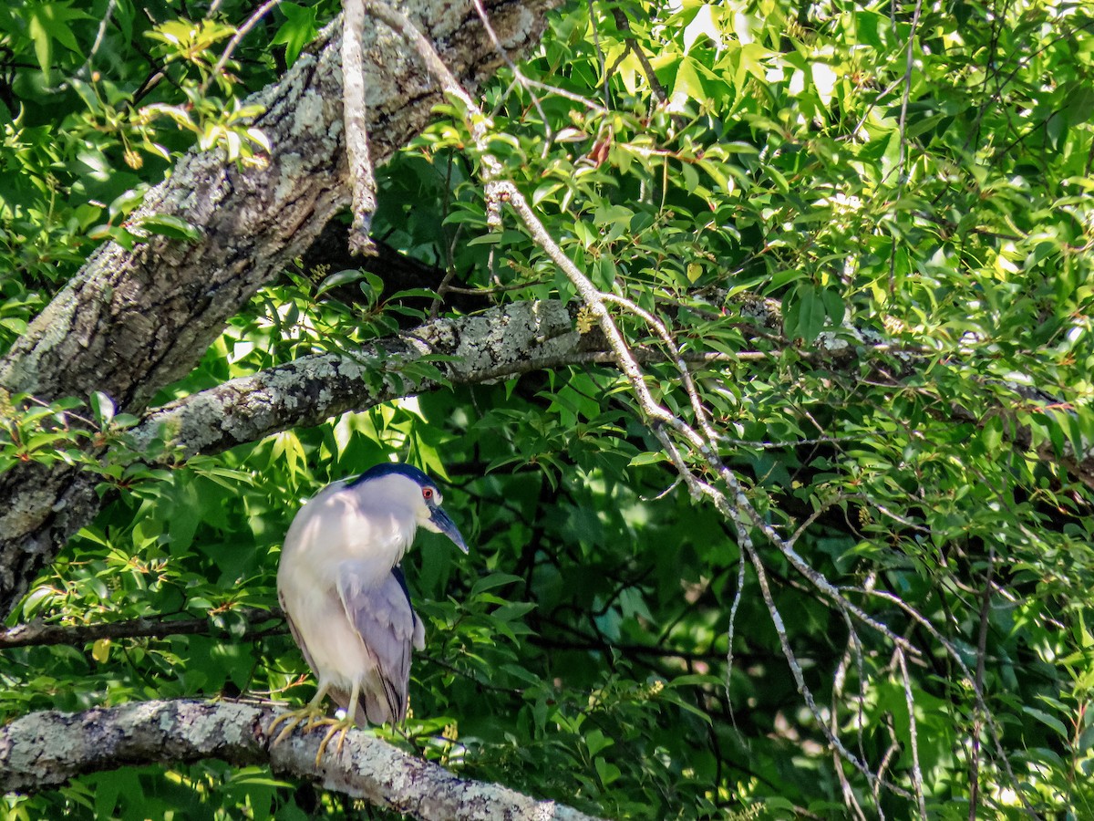 Black-crowned Night Heron - ML636702452