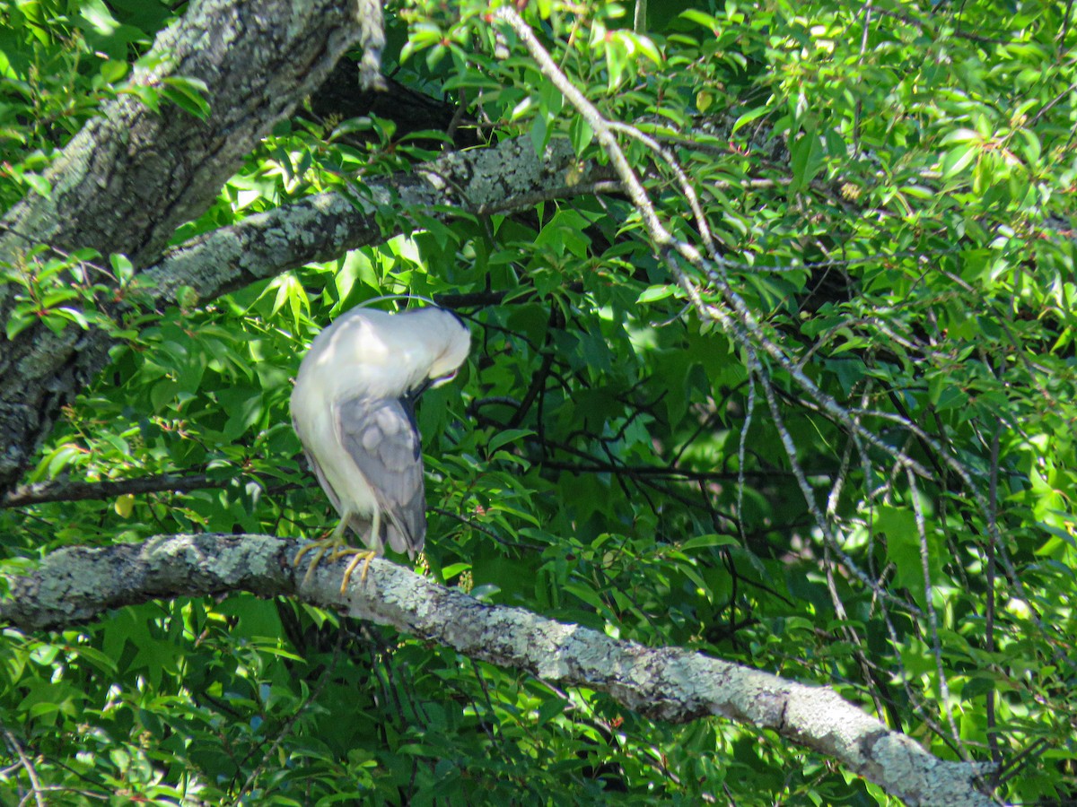 Black-crowned Night Heron - ML636702453