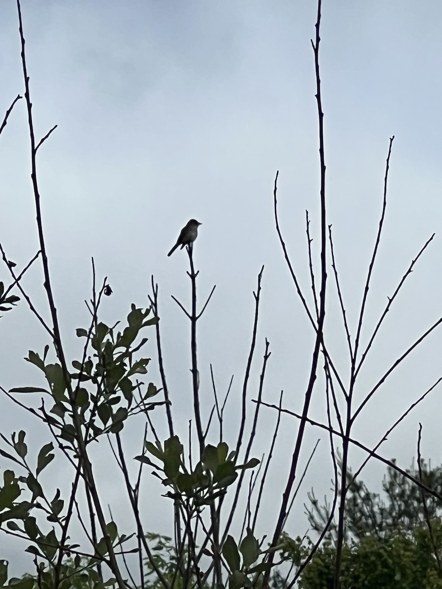 Willow Flycatcher - ML636702459