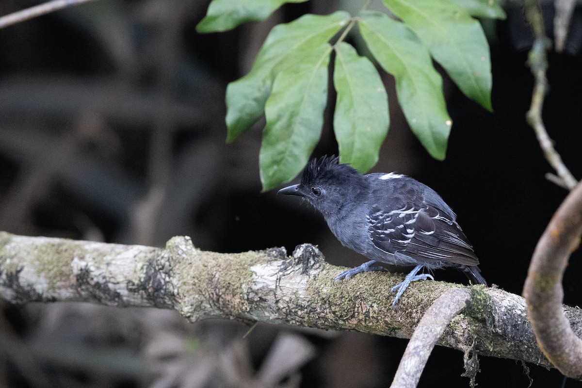 Blackish-gray Antshrike - ML636702493