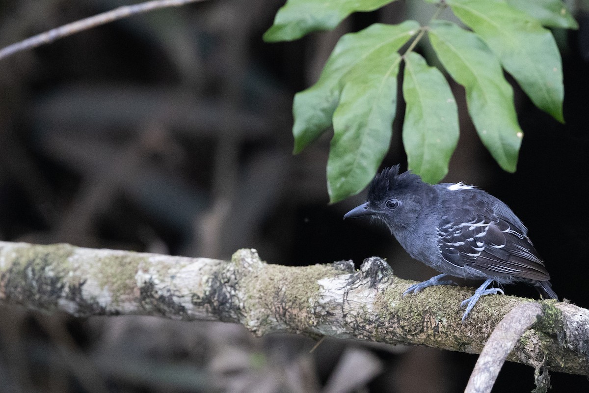 Blackish-gray Antshrike - ML636702494