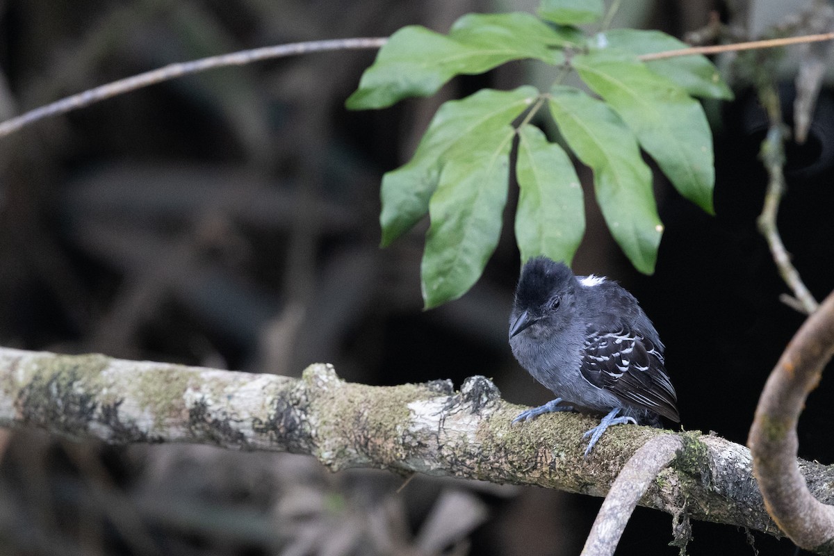 Blackish-gray Antshrike - ML636702495