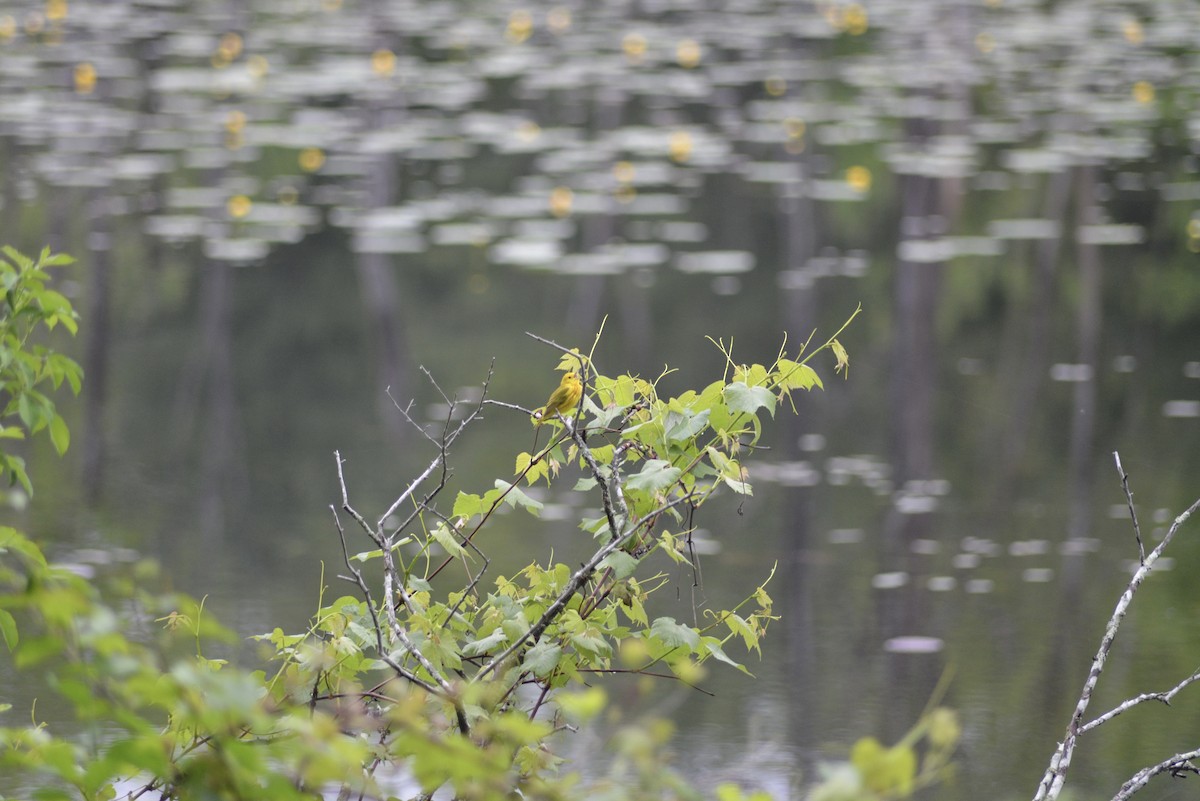 Northern Yellow Warbler - ML636702534