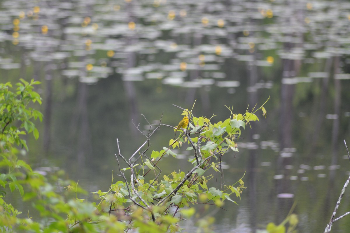 Northern Yellow Warbler - ML636702535