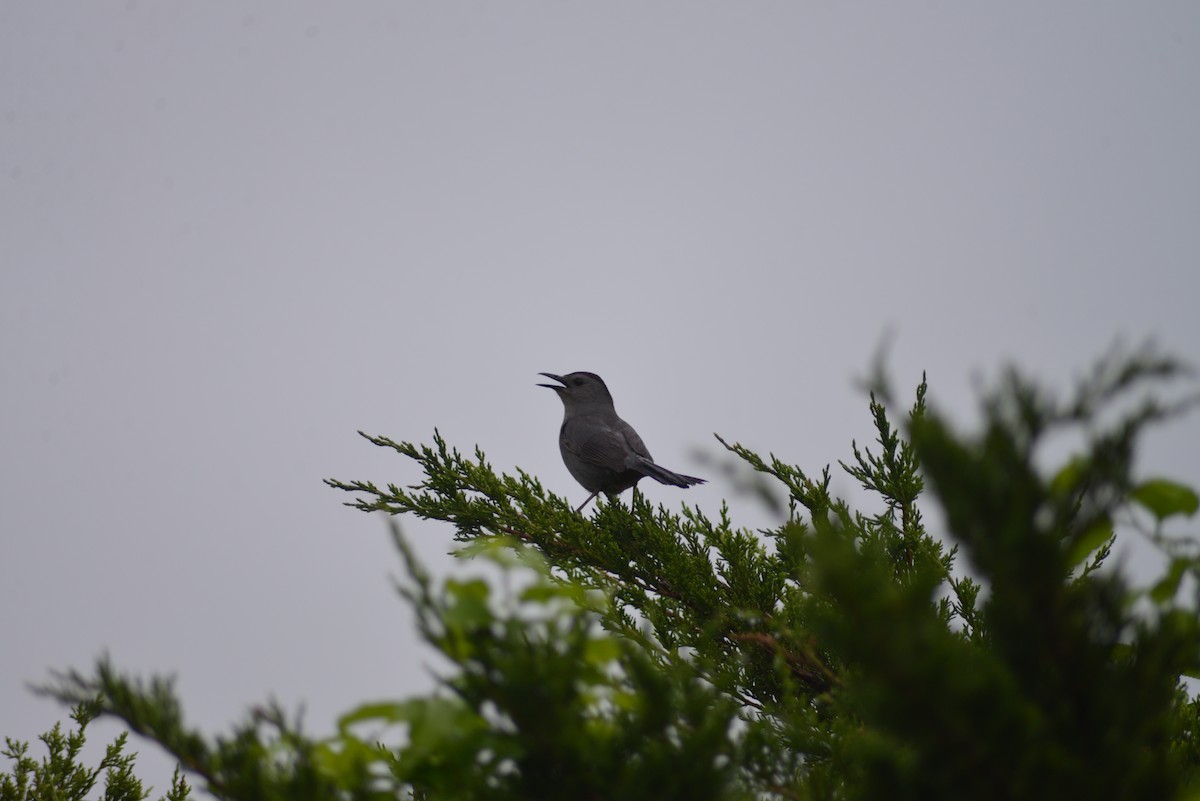 Gray Catbird - ML636702562