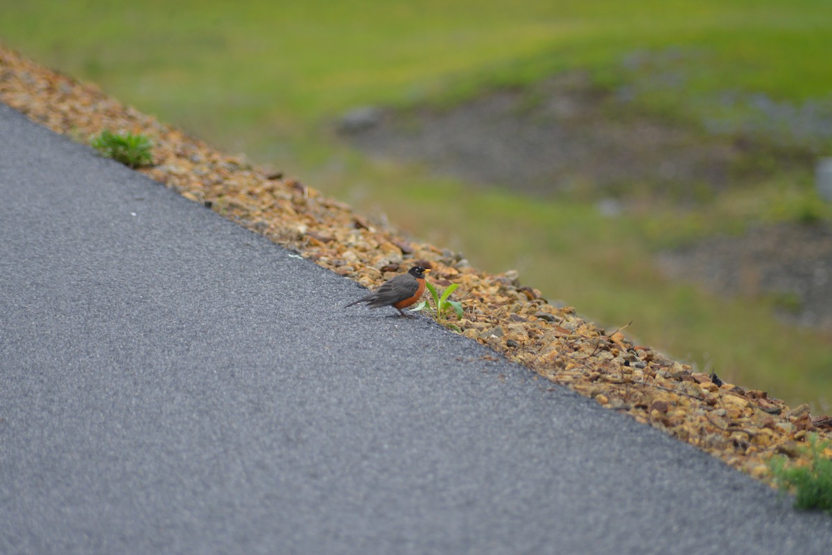 American Robin - ML636702582