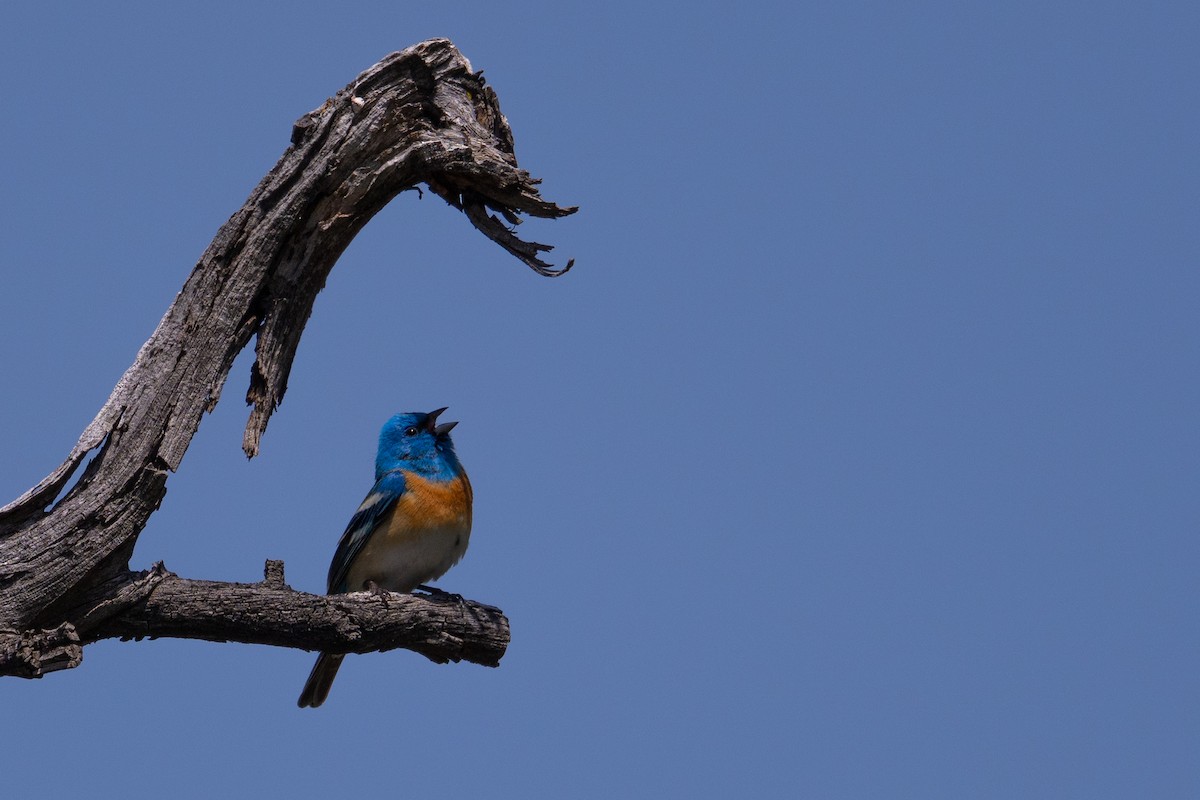 Lazuli Bunting - ML636702620