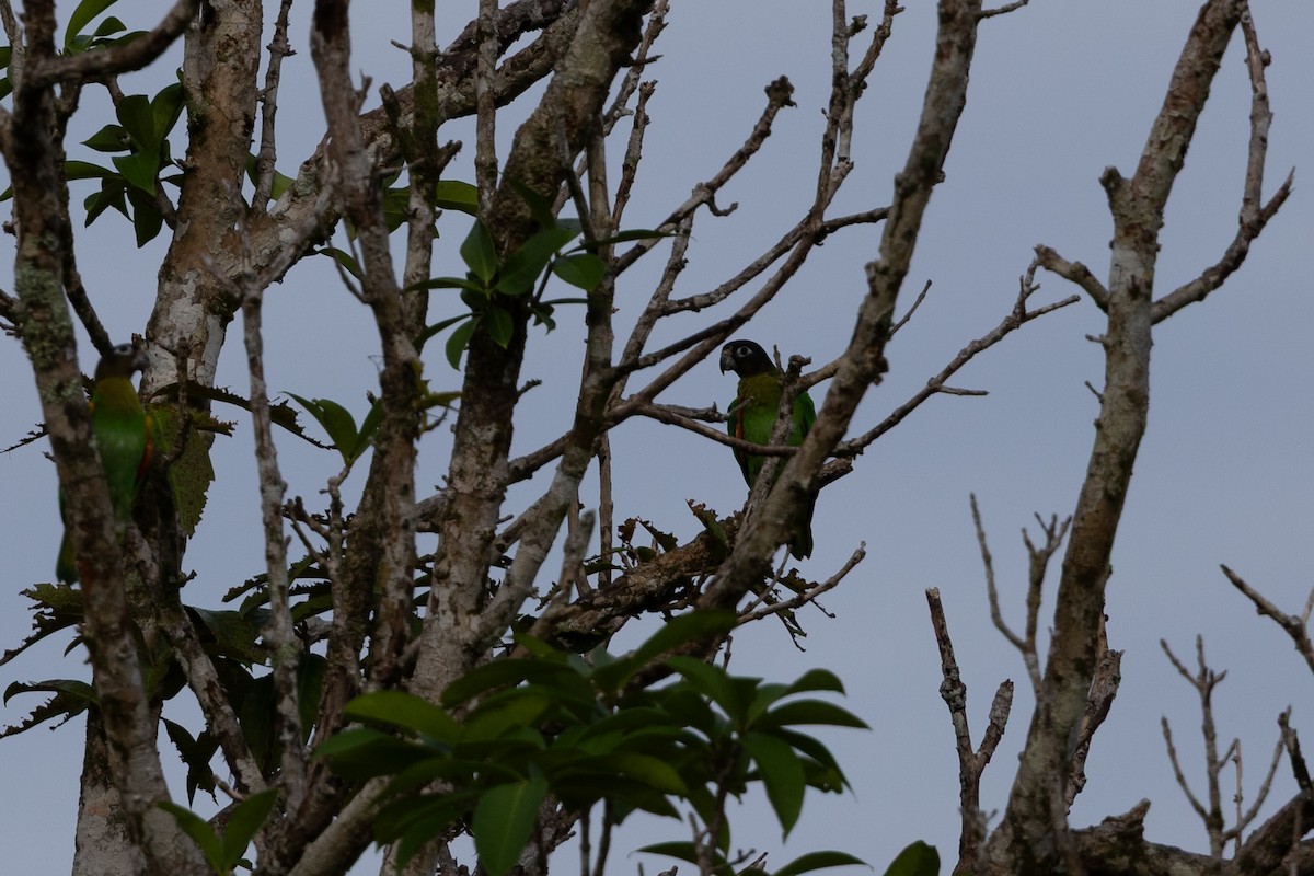 Orange-cheeked Parrot - ML636702652