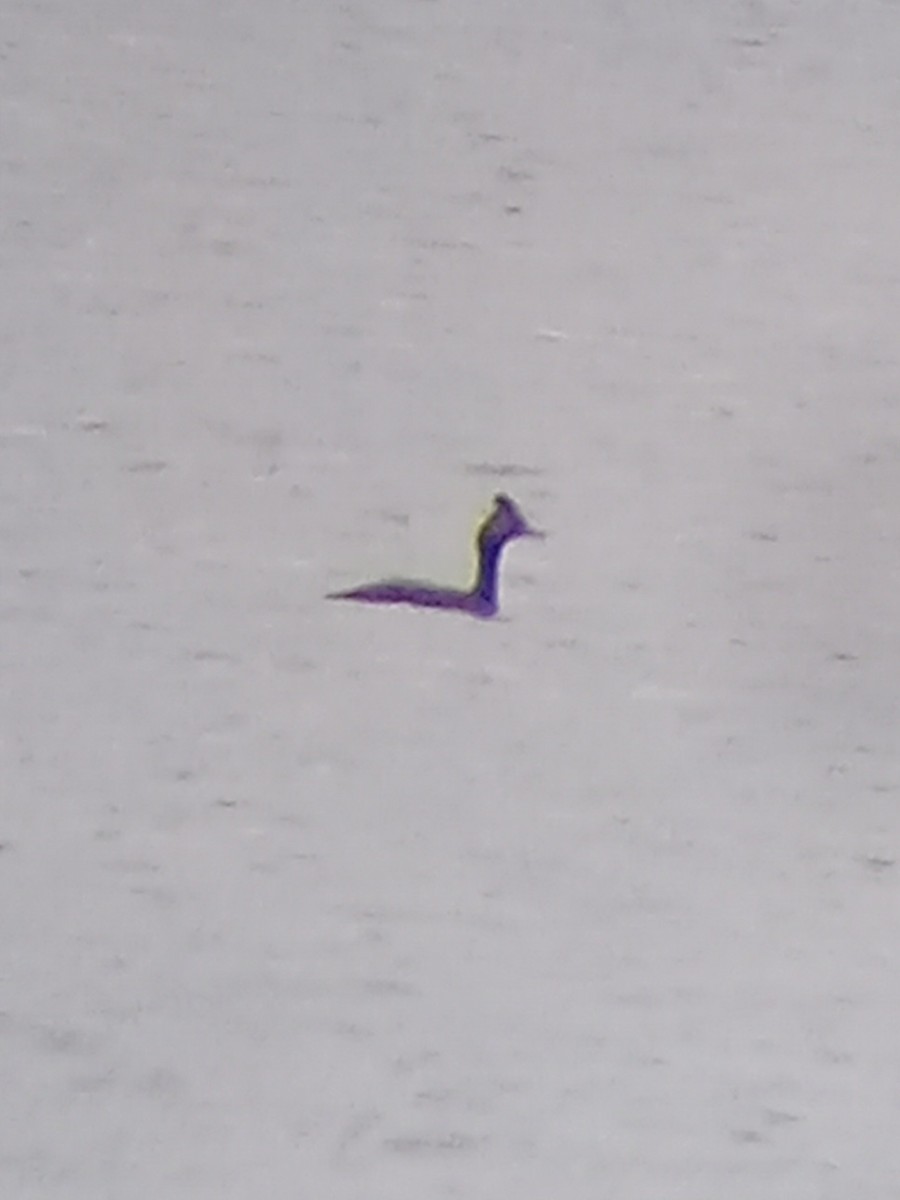 טבלן בינוני - ML636702726