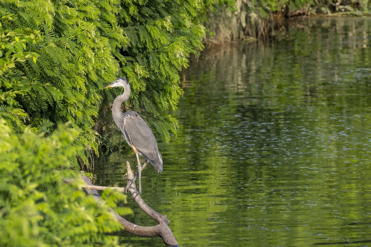 Great Blue Heron - ML636702730