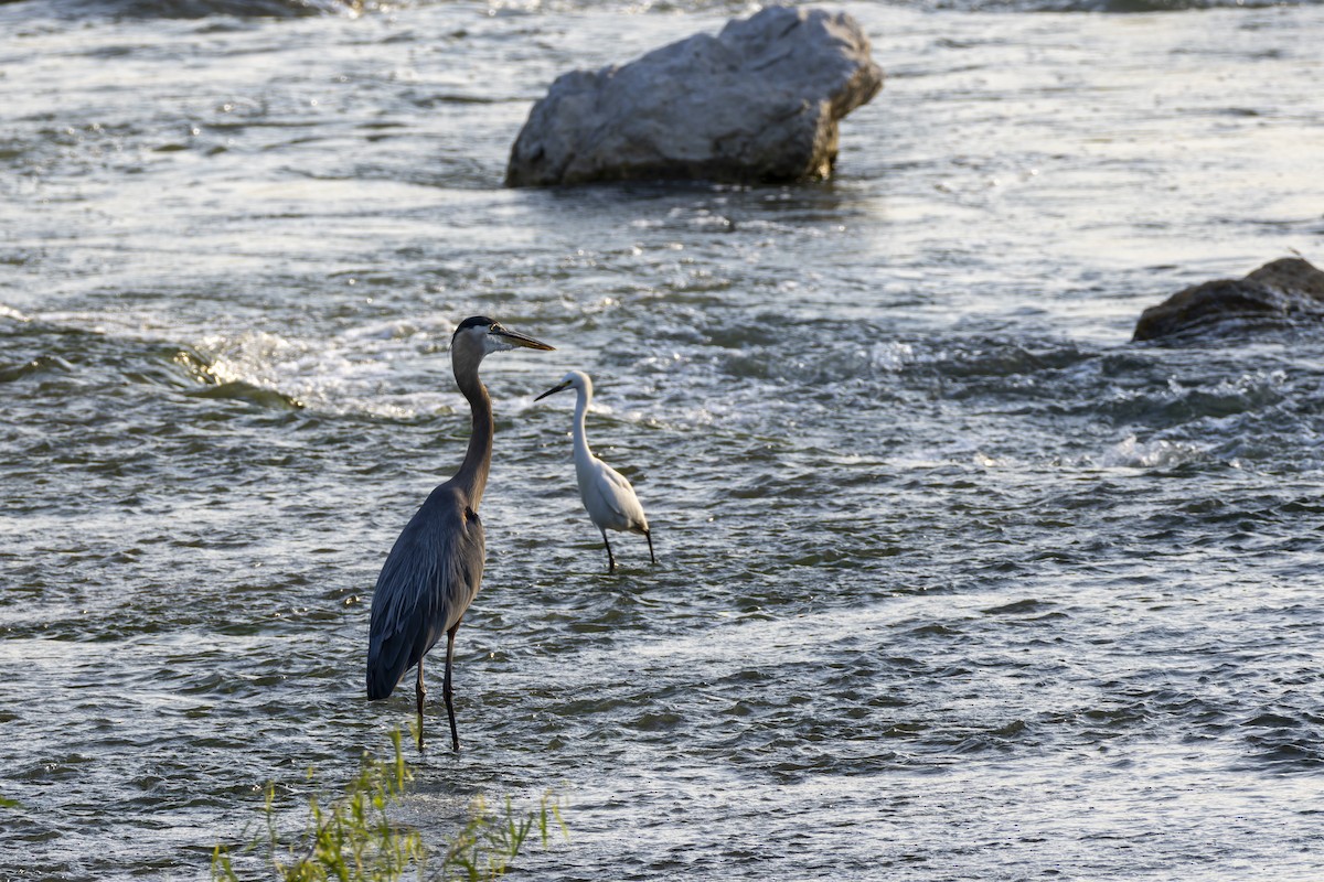 Great Blue Heron - ML636702731