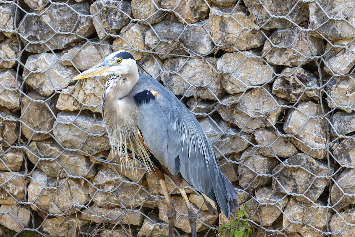 Great Blue Heron - ML636702732