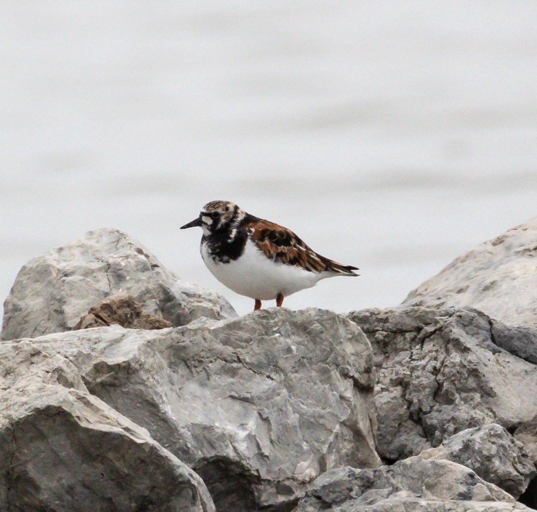 Ruddy Turnstone - ML636702739