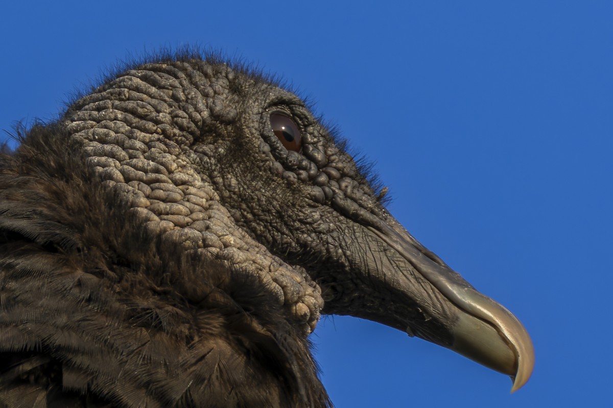 Black Vulture - ML636702770