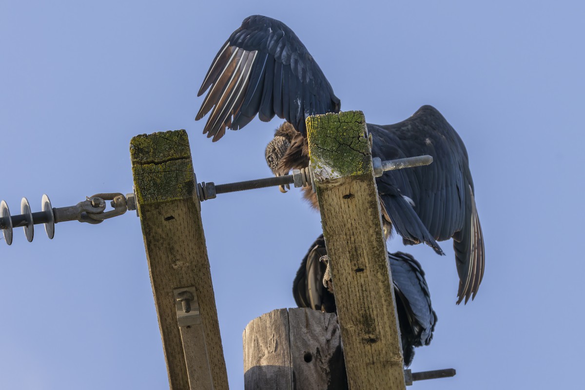 Black Vulture - ML636702771