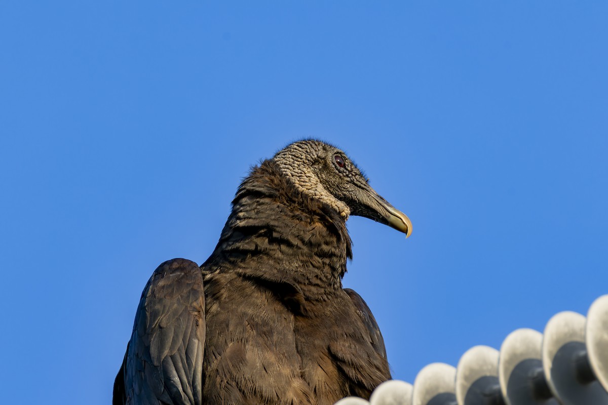 Black Vulture - ML636702773