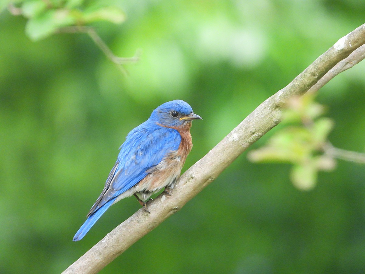 Eastern Bluebird - ML636702775
