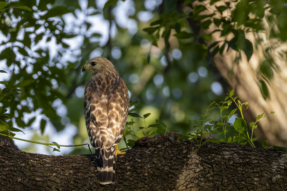Red-shouldered Hawk - ML636702776