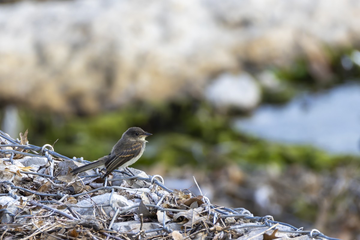 Eastern Phoebe - ML636702790
