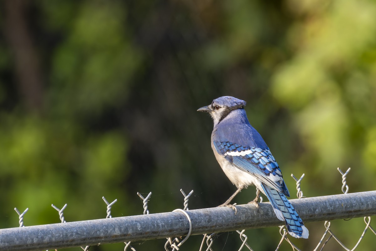 Blue Jay - ML636702803