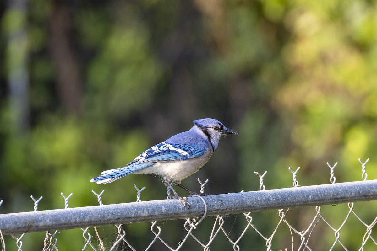 Blue Jay - ML636702806