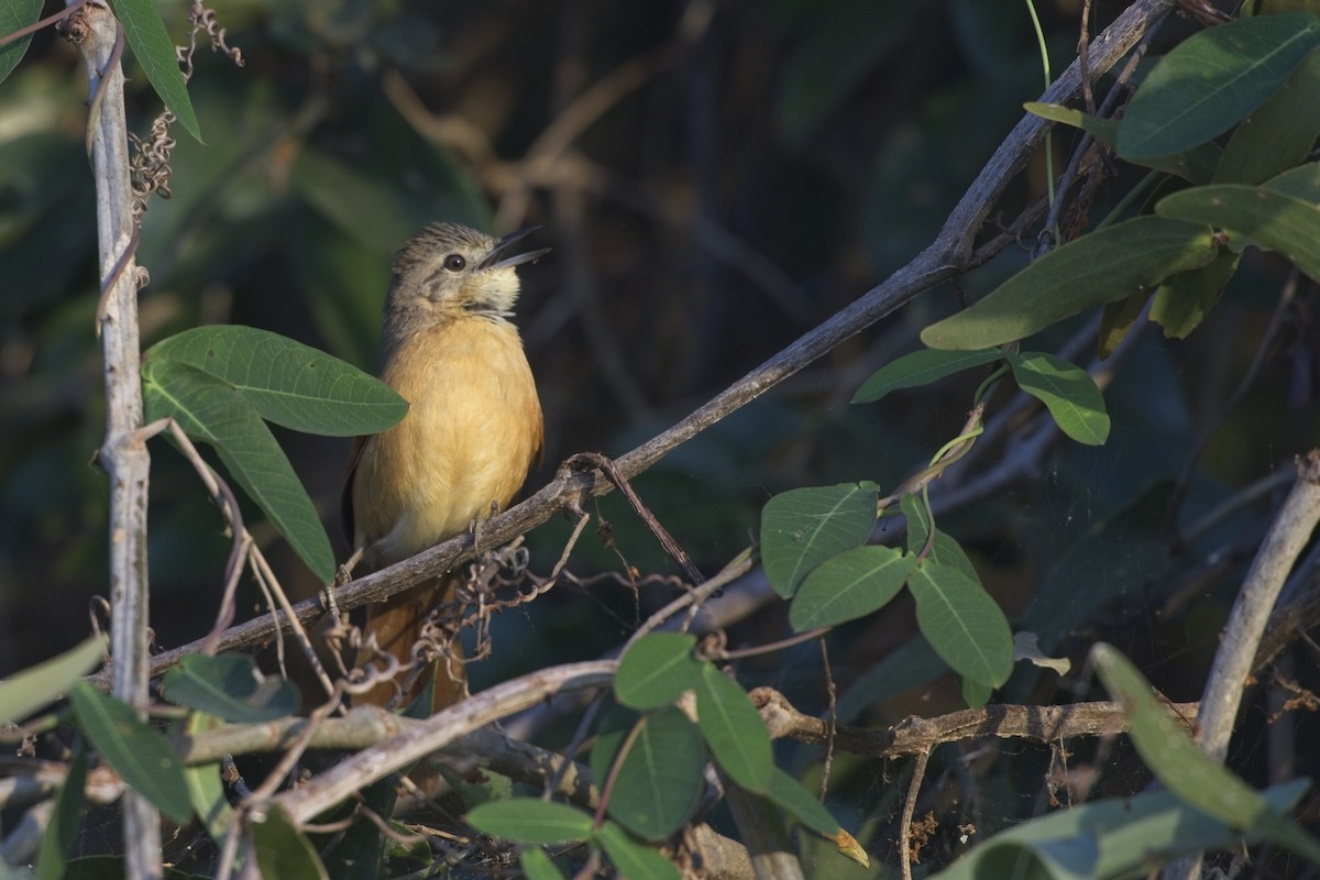 White-lored Spinetail - ML636702810