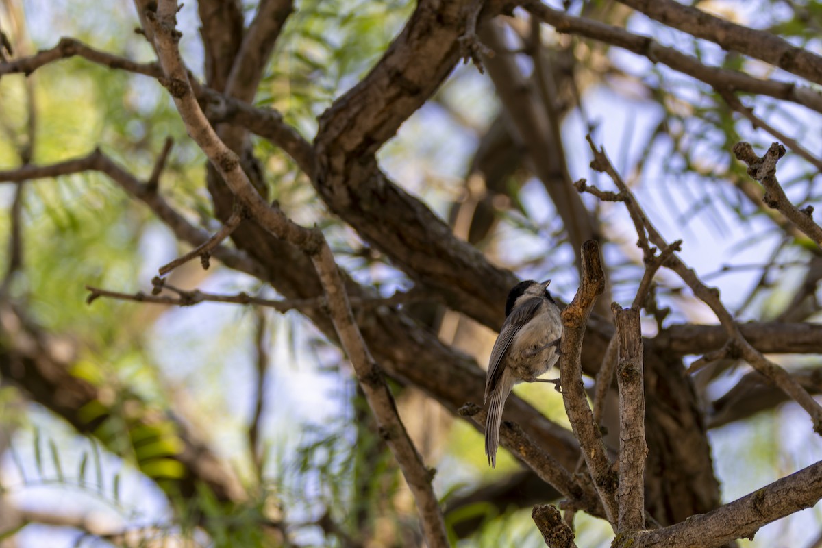 Carolina Chickadee - ML636702813