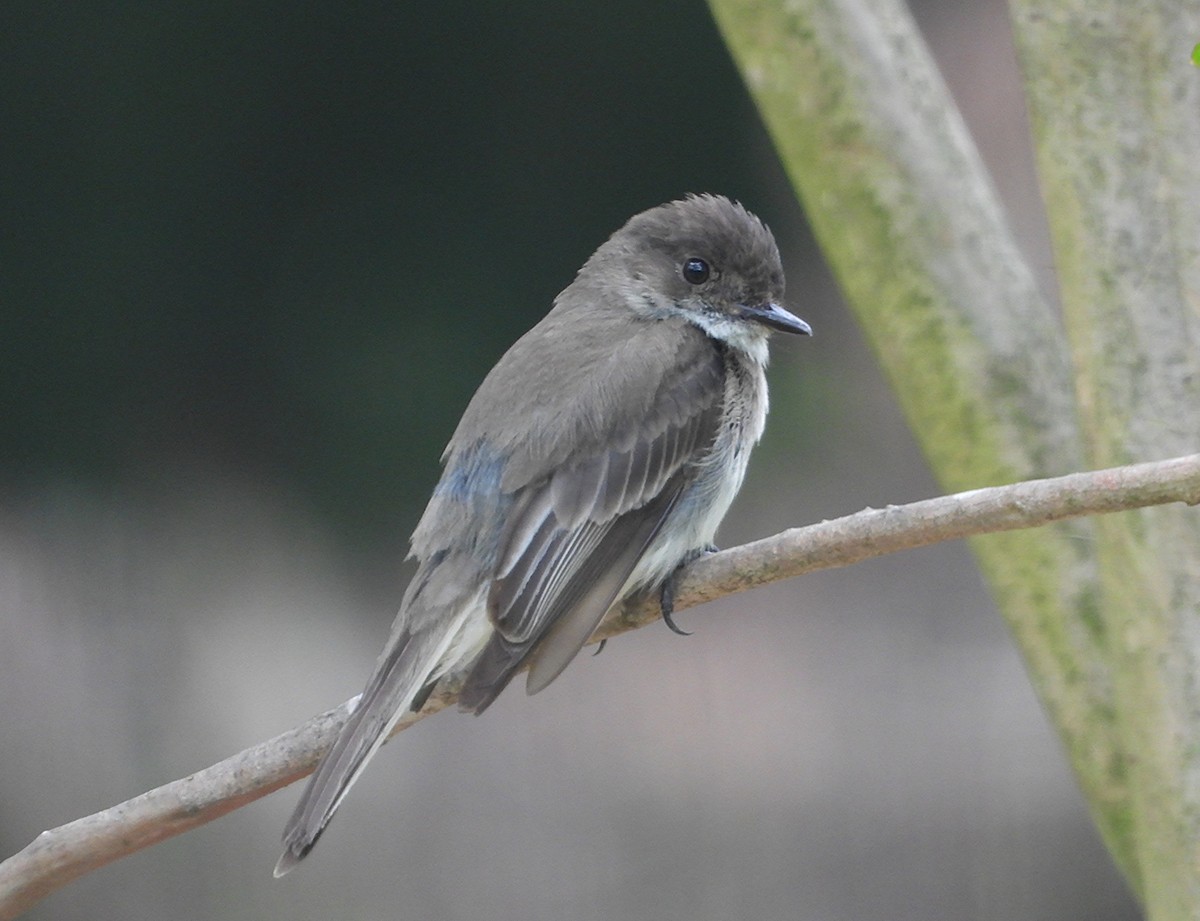 Eastern Phoebe - ML636702854