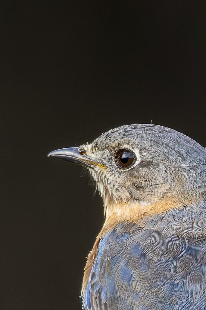 Eastern Bluebird - ML636702855