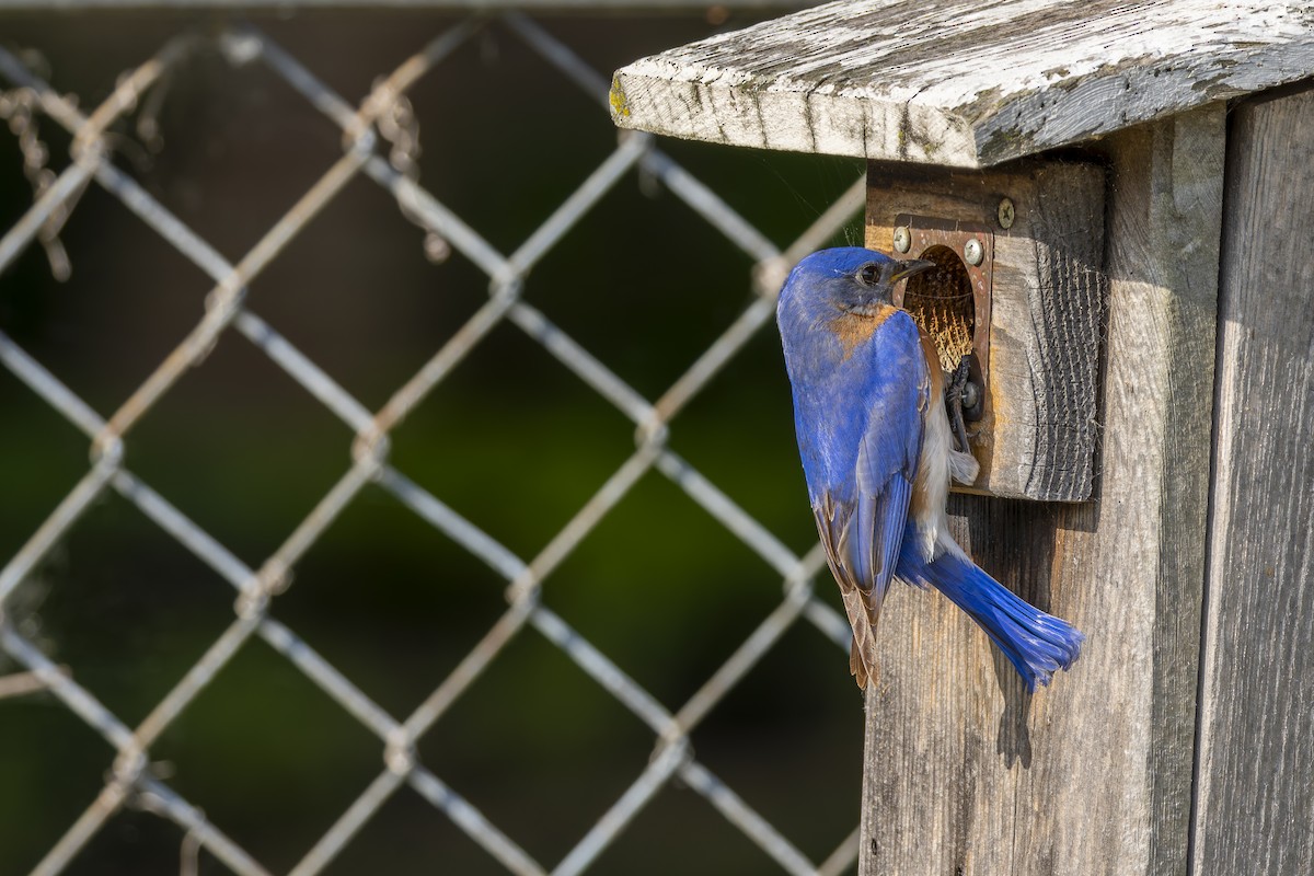 Eastern Bluebird - ML636702856