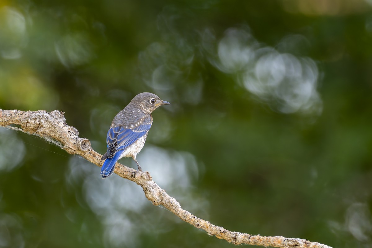 Eastern Bluebird - ML636702857