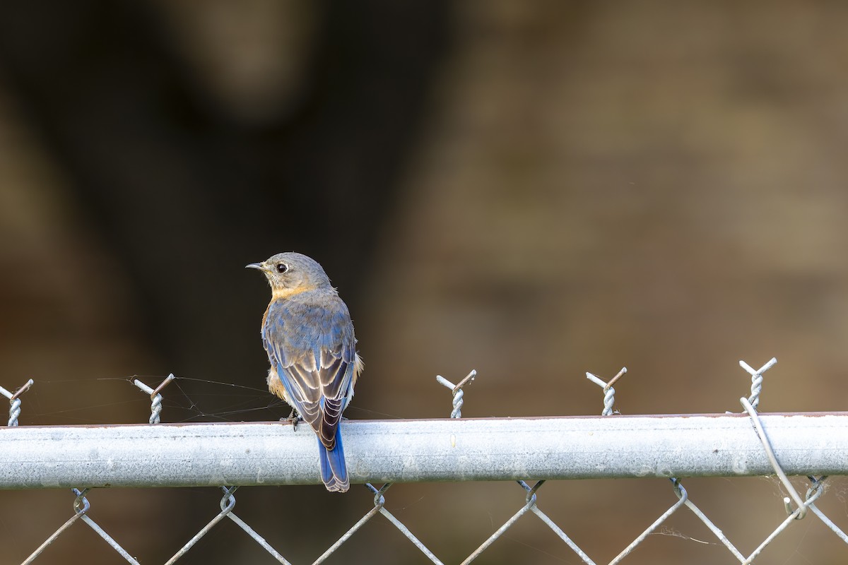 Eastern Bluebird - ML636702858