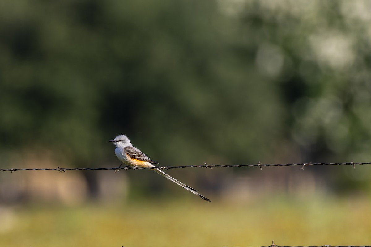 Scissor-tailed Flycatcher - ML636702871