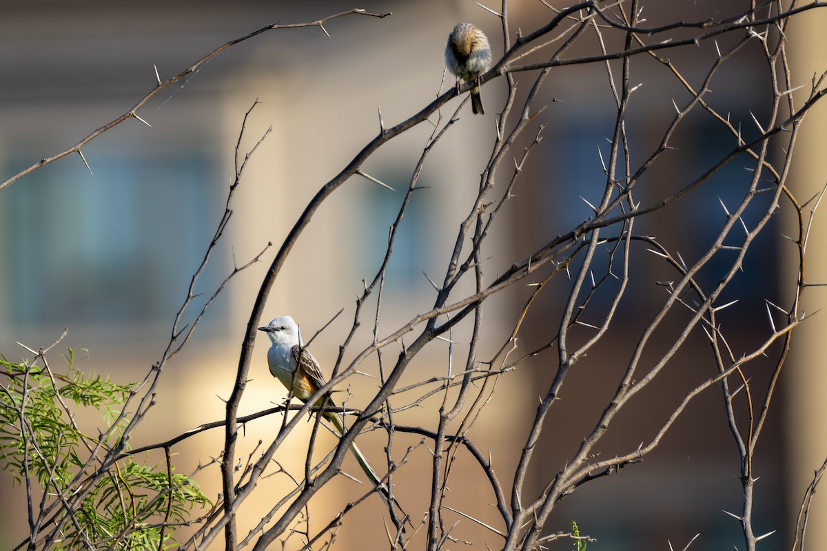 Scissor-tailed Flycatcher - ML636702872