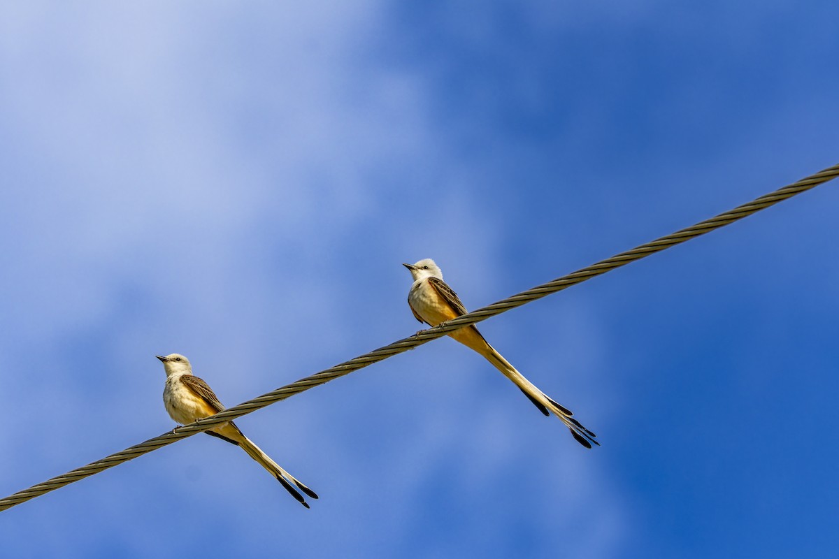 Scissor-tailed Flycatcher - ML636702873