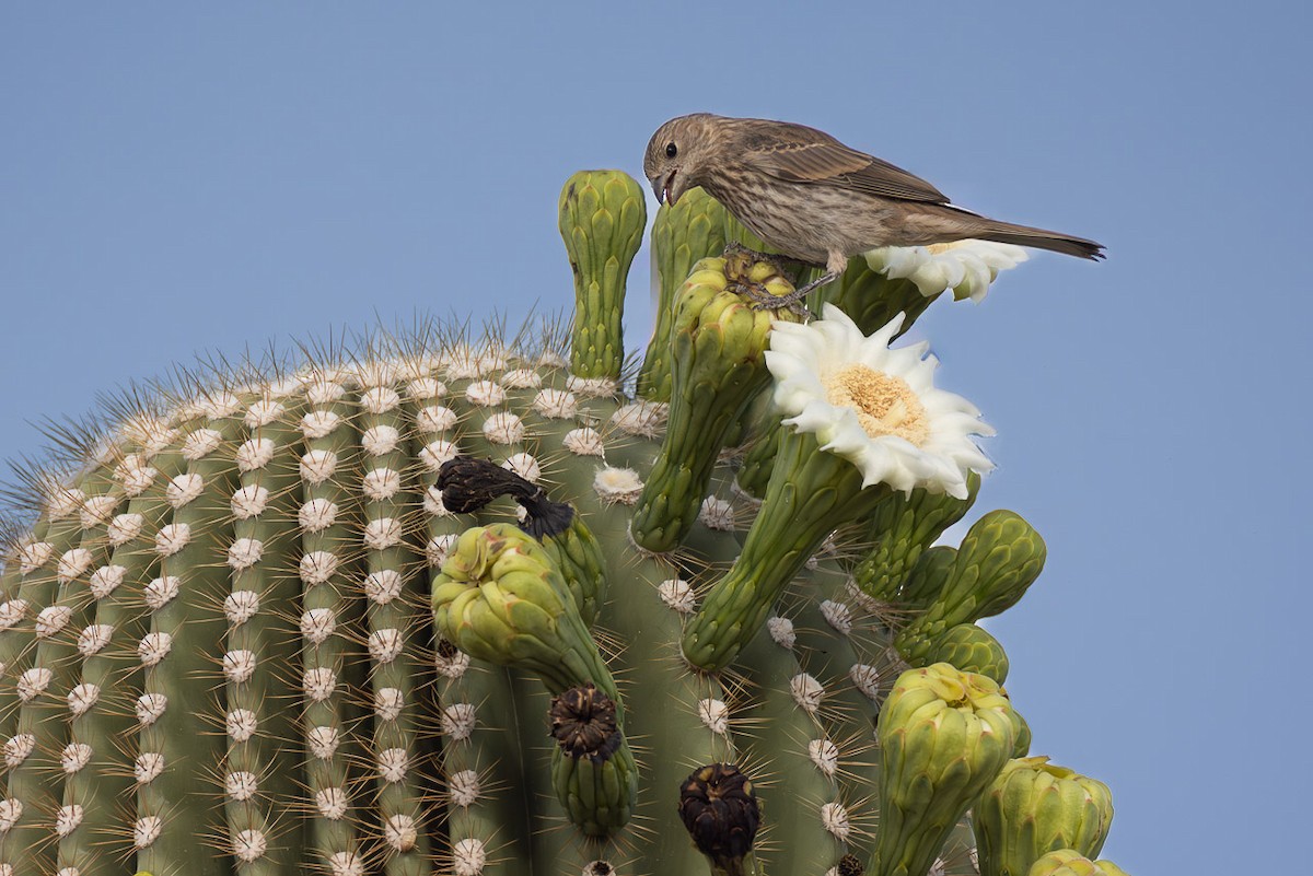 House Finch - Bill Scott