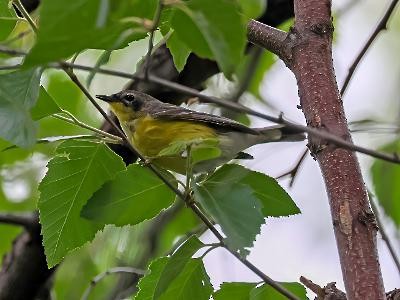 Magnolia Warbler - ML636702913