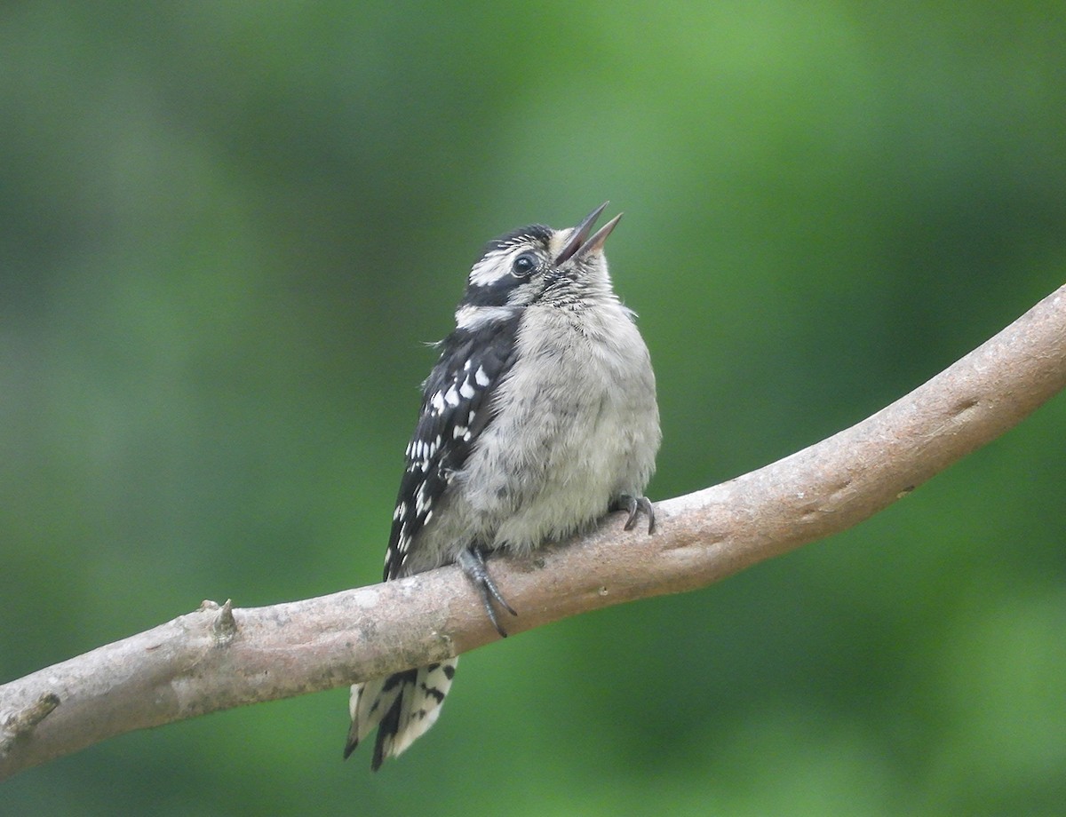 Downy Woodpecker - ML636702976