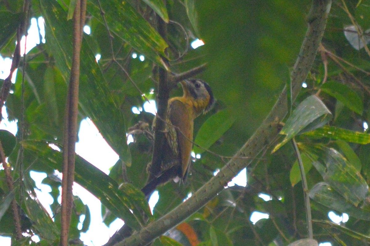 Laced Woodpecker - ML636702992