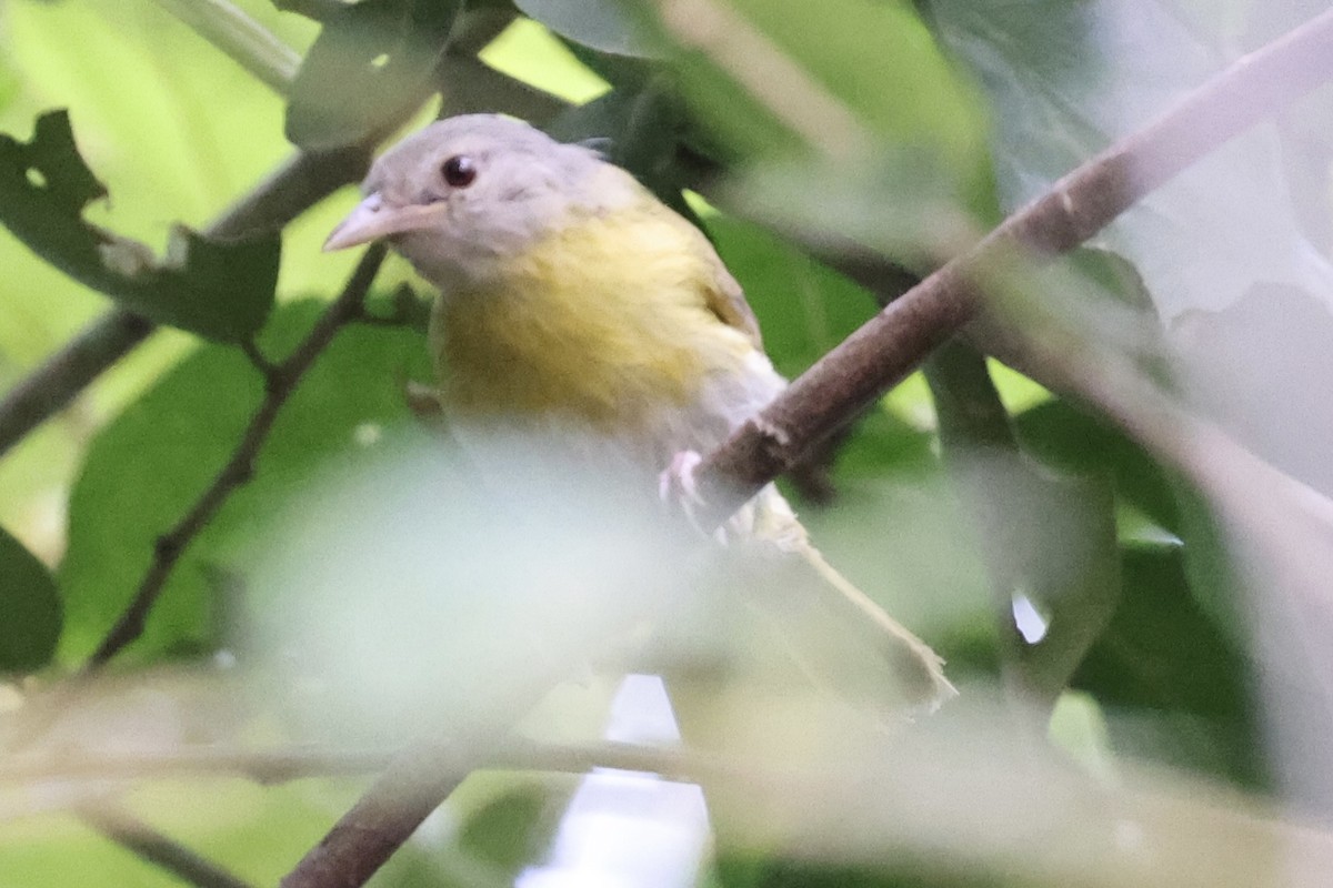 Ashy-headed Greenlet - ML636703036