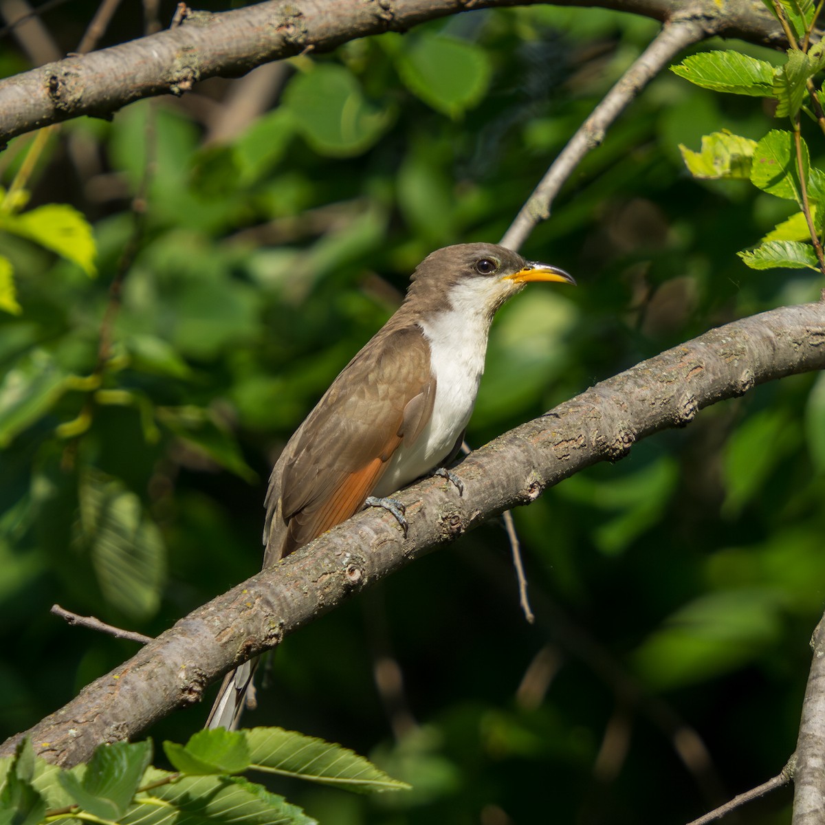 Yellow-billed Cuckoo - ML636703054