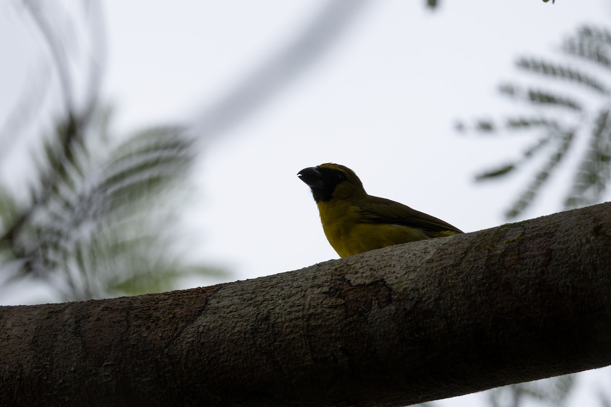 Yellow-green Grosbeak - ML636703219