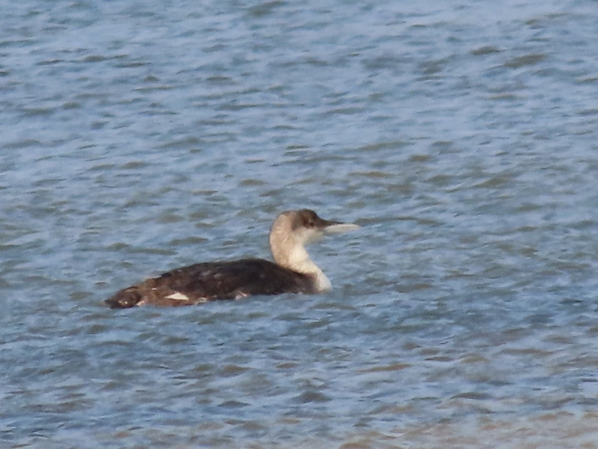 Common Loon - ML636703252