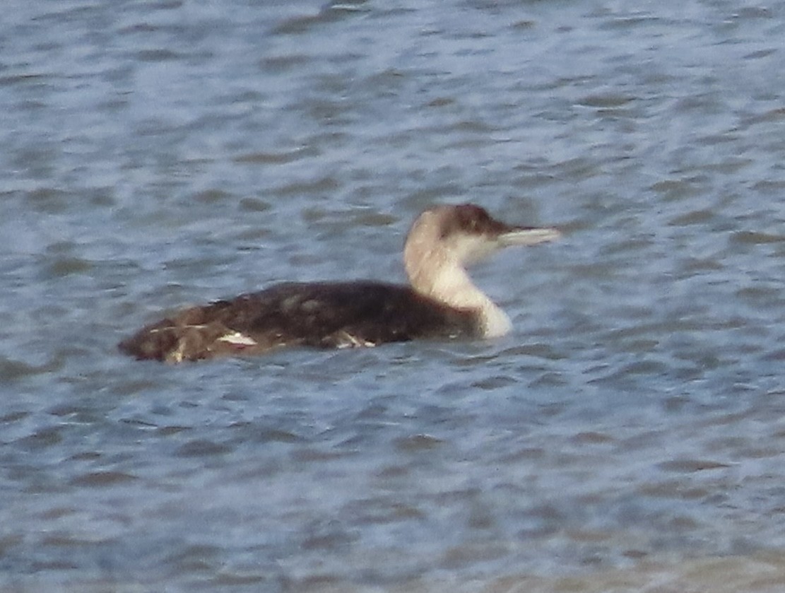 Common Loon - ML636703253