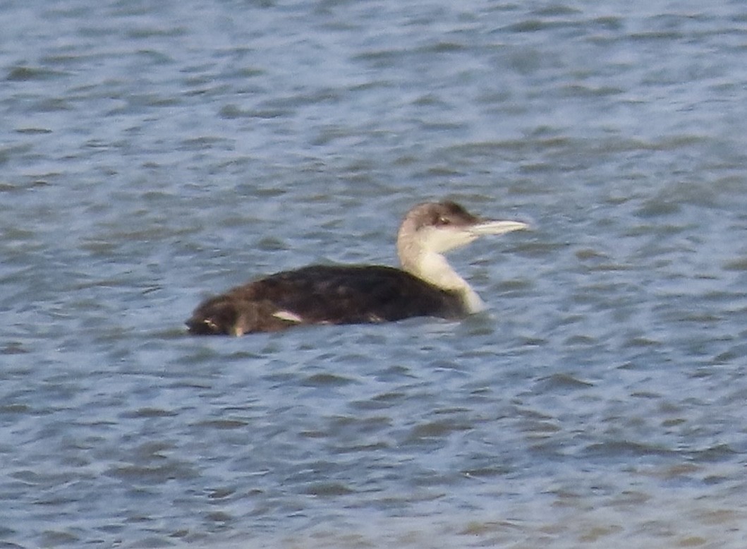 Common Loon - ML636703254